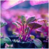 lampka-biurkowa-planty-clip-w-1xe27-biala-kobi-design-cb07a64d08954b88a1c2a48132c47145-ed4ec658.jpg