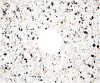 pol_pl_Blat-kamienny-do-konsoli-lazienkowej-terrazzo-CBL-K61A-10061_2.jpg