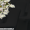 2885a77e81aa617220fa327d6d650339.png