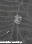ad44d7673361936fdb169738a283c631.png